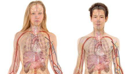 Estos son los siete órganos que no necesitas para sobrevivir