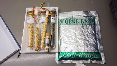 FOTOS: La planta que no teme a los huracanes encuentra refugio en la 'bóveda del fin del mundo'