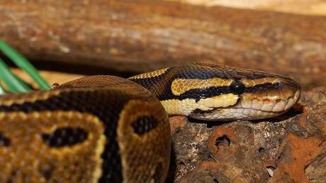 Video: Un niño de tres años se sube a lomos de una pitón de seis metros en Vietnam