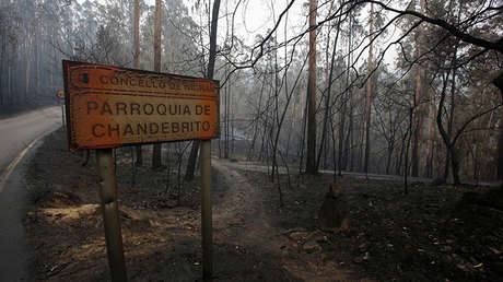 Desmienten la noticia viral de la perra de Galicia que llevaba a su cachorro calcinado