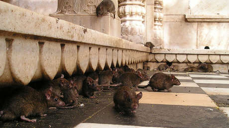 "Fue una pesadilla": Una joven corre en círculos perseguida por una rata gigante (video)