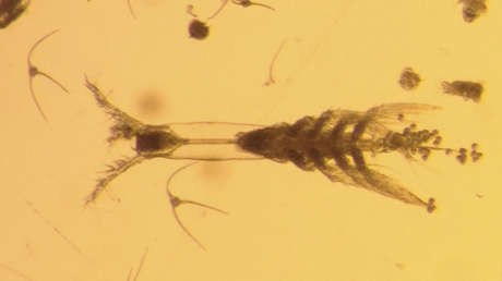 Descubren un diminuto 'monstruo' de ocho patas en el Ártico canadiense