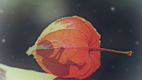 Científicos refutan una hipótesis ampliamente aceptada sobre la evolución humana