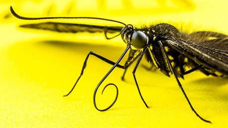 "Es obra de Lucifer": una pavorosa criatura aterroriza la Red (VIDEO)