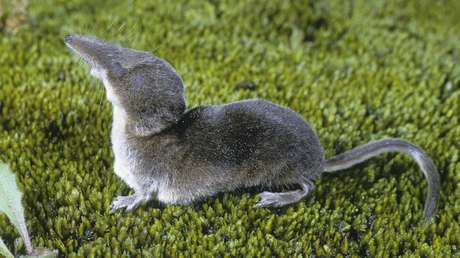 Hallan un animalito capaz de contraer su cráneo en un 20%