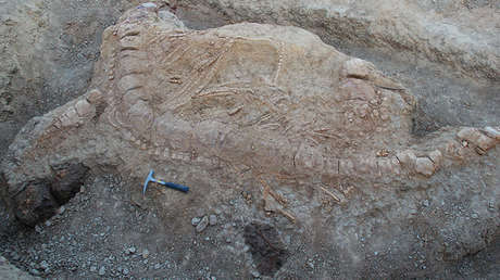 Hallan en la India el fósil de un 'monstruo' marítimo de cinco metros junto con su 'comida' favorita