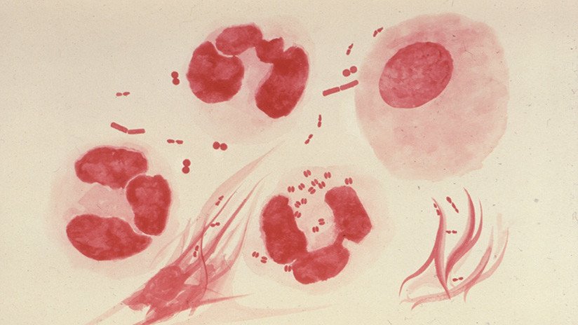 La gonorrea requiere de nuevos fármacos para frenar su expansión