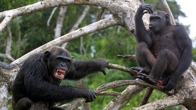 Expertos se adentran en el Congo en busca del asesino silencioso que tiene en jaque a la ciencia