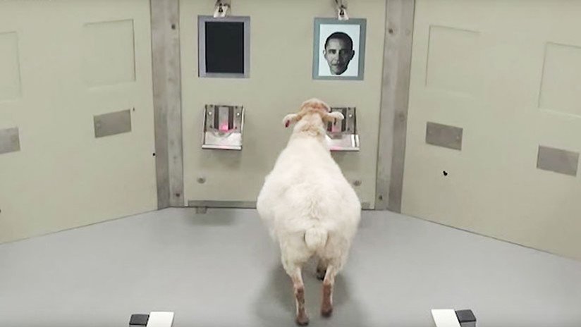 VIDEO: Ovejas aprenden a reconocer la cara de Obama y de otras celebridades