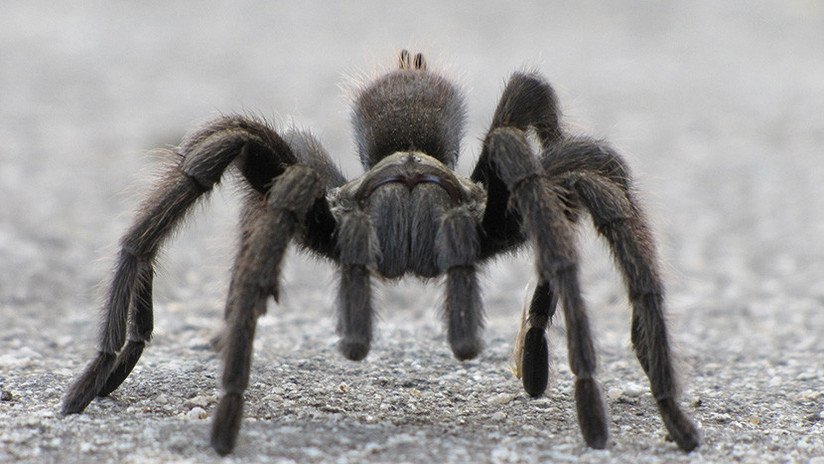 VIDEO: Una tarántula lucha hasta la muerte por su vida contra una avispa de la mitad de su tamaño 