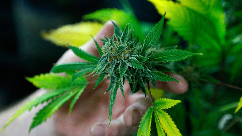 La muerte de un bebé de 11 meses, primer caso letal asociado a sobredosis de marihuana