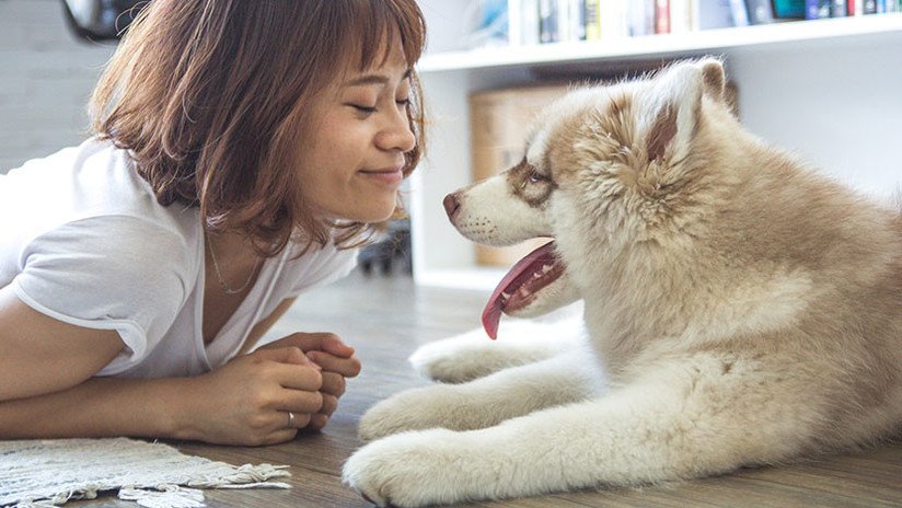 El mejor amigo del hombre: Tener un perro te podría ayudar a vivir más