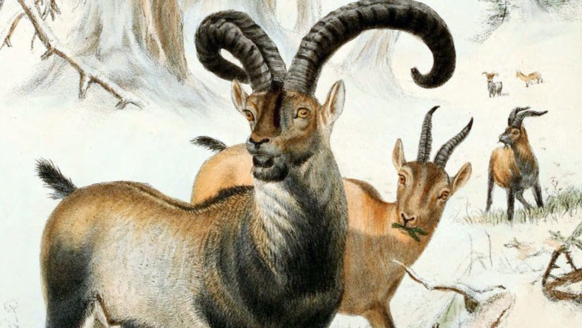Este animal español es el único que se extinguió en dos ocasiones