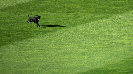 'El jugador del partido': Un perro policía se mete en el campo de juego y se roba toda la atención