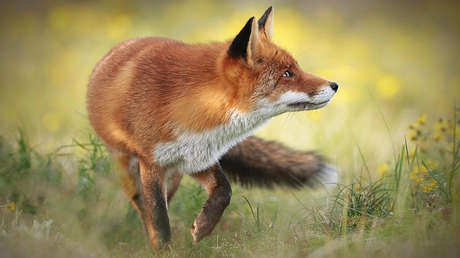 Fotos con efecto 'antiestrés': Estos animales le 'contagiarán' una buena dosis de humor