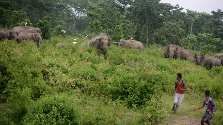 Escalofriante imagen de dos elefantes en llamas gana un prestigioso concurso (FOTO)