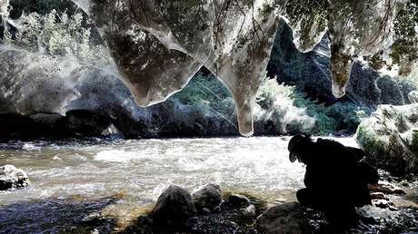 FOTOS: Un 'bosque encantado' de Jerusalén se cubre de telarañas gigantes 