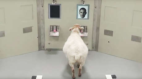 VIDEO: Ovejas aprenden a reconocer la cara de Obama y de otras celebridades