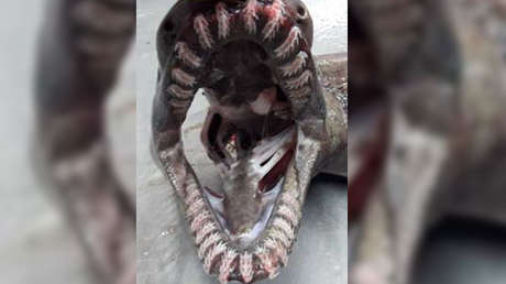 Atrapan a un misterioso tiburón de una especie de 80 millones de años (FOTOS)