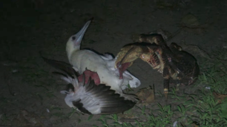 VIDEO: Un cangrejo devora un enorme pájaro marino y revela algo nuevo para la ciencia