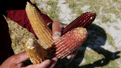México: Se vuelca un camión con maíz en la 'Curva de la Muerte" y lo roban en masa (FOTOS)
