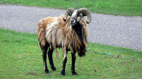 Un muflón incumple las normas de tráfico y provoca un tremendo atasco