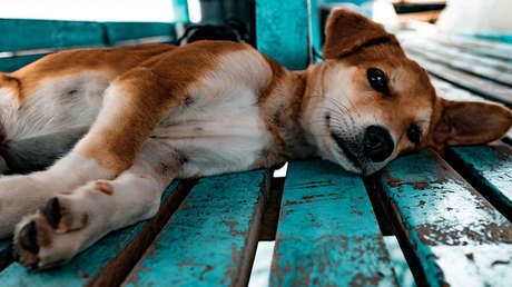 Colombia: Perrita abandonada en aeropuerto muere de tristeza en espera de sus dueños (FOTOS)