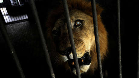 Desgarradoras imágenes: Un zoo exhibe a un león moribundo y demacrado