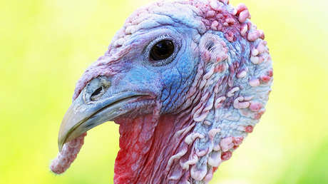 Proponen quemar heces de aves de corral para salvar el planeta 