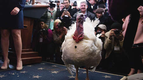 VIDEO, FOTOS: Trump indulta a dos pavos en una singular ceremonia en la Casa Blanca