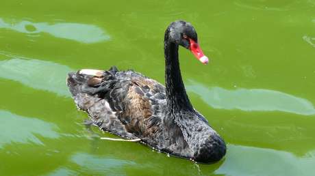 En busca del 'cisne negro': ¿de dónde llegará la nueva crisis financiera?