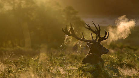 Mata a una mujer porque "creyó haber visto un venado" 