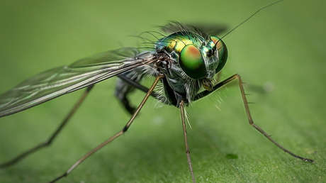 Revelan qué tan sucias son las moscas