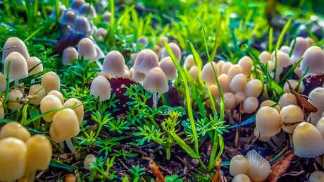 Hongos mágicos 2018: un candidato a alcalde pide un referéndum en California