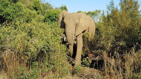 India: Un elefante mata a un hombre que intentó tomarle una foto (VIDEO 18+)