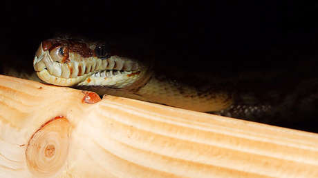 FOTO: Una reunión de amigos en Australia termina en una lección de zoología no deseada