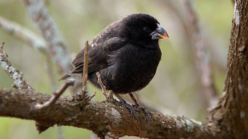 Científicos observan por primera vez cómo una especie se transforma en otra nueva