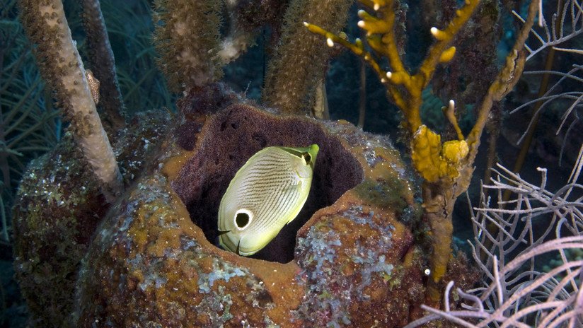 Todos somos descendientes de las esponjas de mar, afirman los científicos 