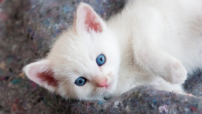 Un adolescente se gana el odio de la Red al lanzar a un gatito por los aires