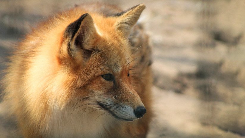 ¿Un animal 'enganchado' a la tecnología? Un zorro juega con un 'spinner' en un zoo ruso (VIDEO)
