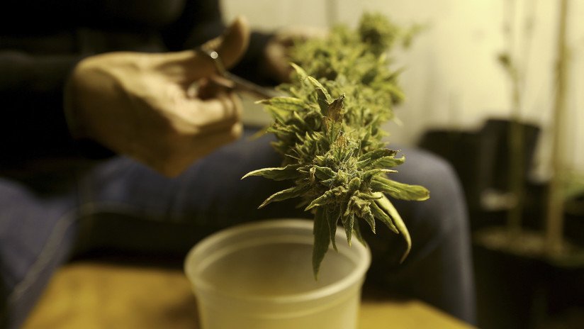 ¿Marihuana con fines medicinales? Expertos opinan al respecto