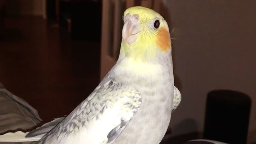 VIDEO: Una cacatúa canta el tono de llamada del iPhone cada vez que se enoja 