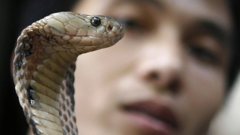 Un adolescente es picado por su cobra mascota y muere tras pedir auxilio por WhatsApp (FOTO)