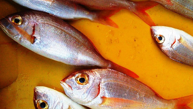 AUDIO: El sexo de estos peces del golfo de California es tan ruidoso que ensordece a los delfines