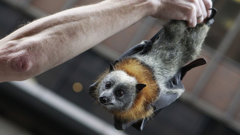 ¡Qué vivan los murciélagos!: El 'batman' mexicano que quiere salvar el tequila