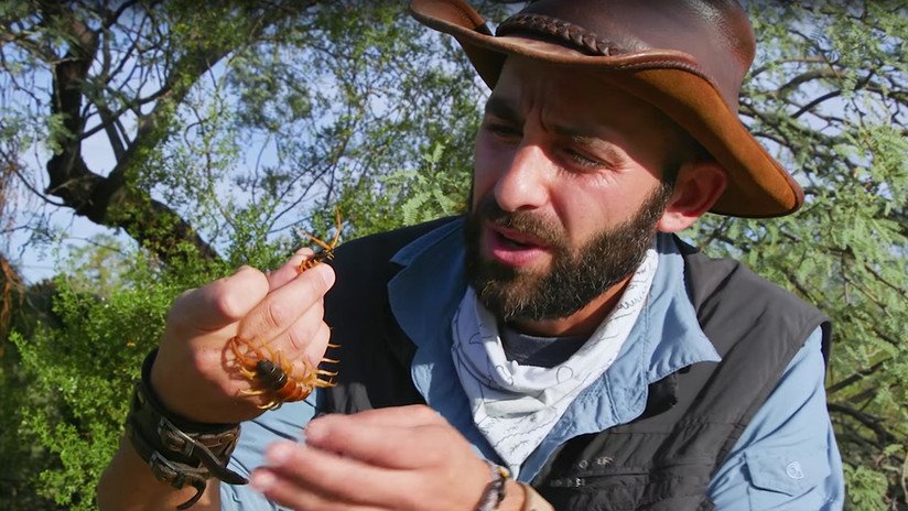 VIDEO INFARTANTE: Graba como un ciempiés gigante le da una de las picaduras más dolorosas del mundo