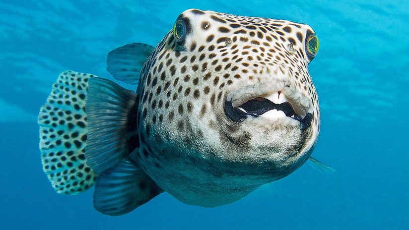 ¿Alienígenas o seres fabulosos? Los raros peces hallados por un marino ruso saltan a la Red (FOTOS)