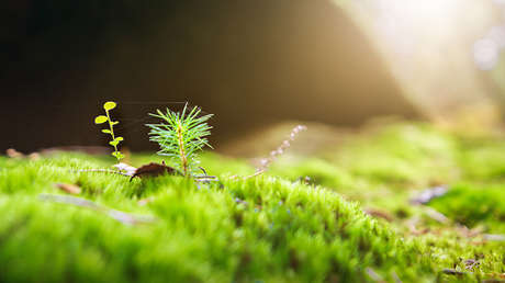 EE.UU. pone la primera semilla para crear 'plantas espía'