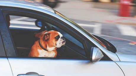 VIDEO: Cansado de esperar, este perro decidió llamar la atención de su dueño