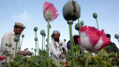 Rusia: "La liberalización de las drogas entraña una catástrofe"